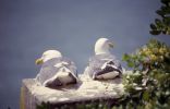 PICTURES/San Francisco Bay Area and Alcatraz/t_Sea Gulls.jpg